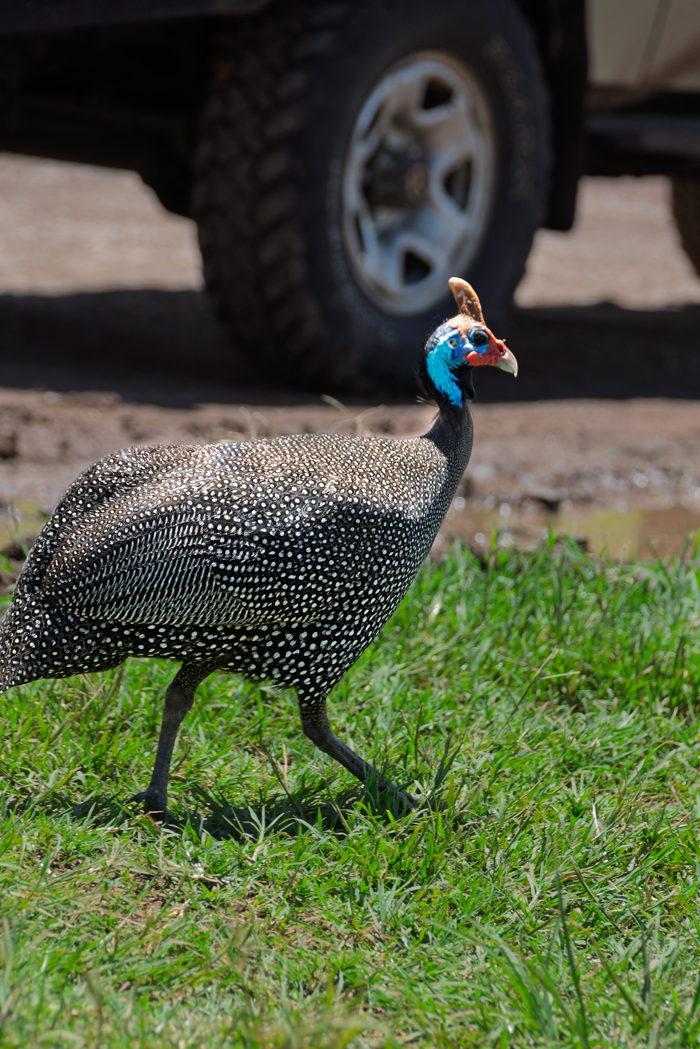 Tanzania 20260327 Gallina de Guinea